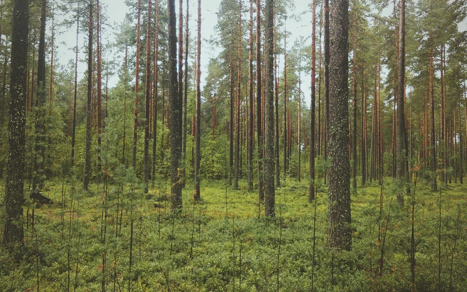 Tall pine trees rising from a green forest floor