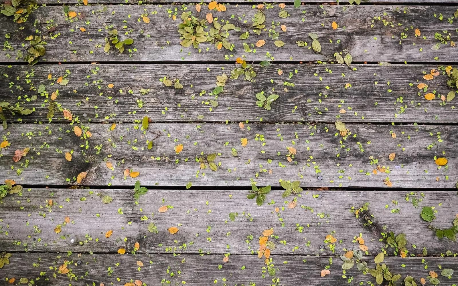 Fallen autumn leaves scattered across a weathered wooden boardwalk