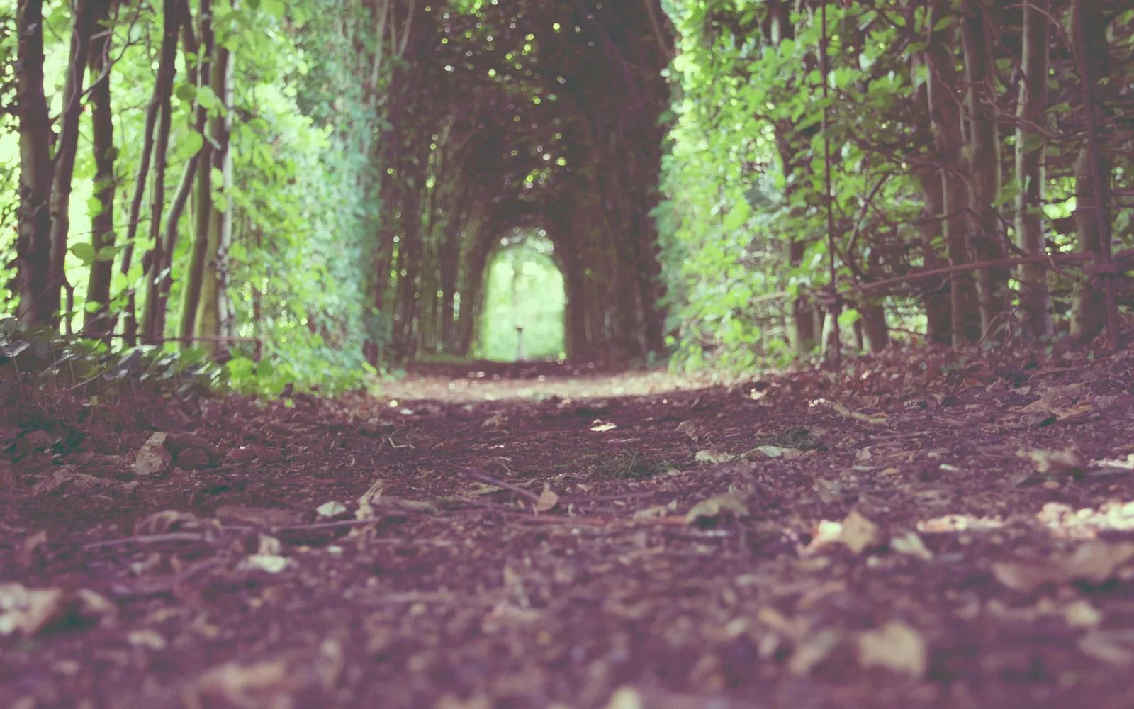 A leaf-covered path through a tree-lined tunnel of greenery