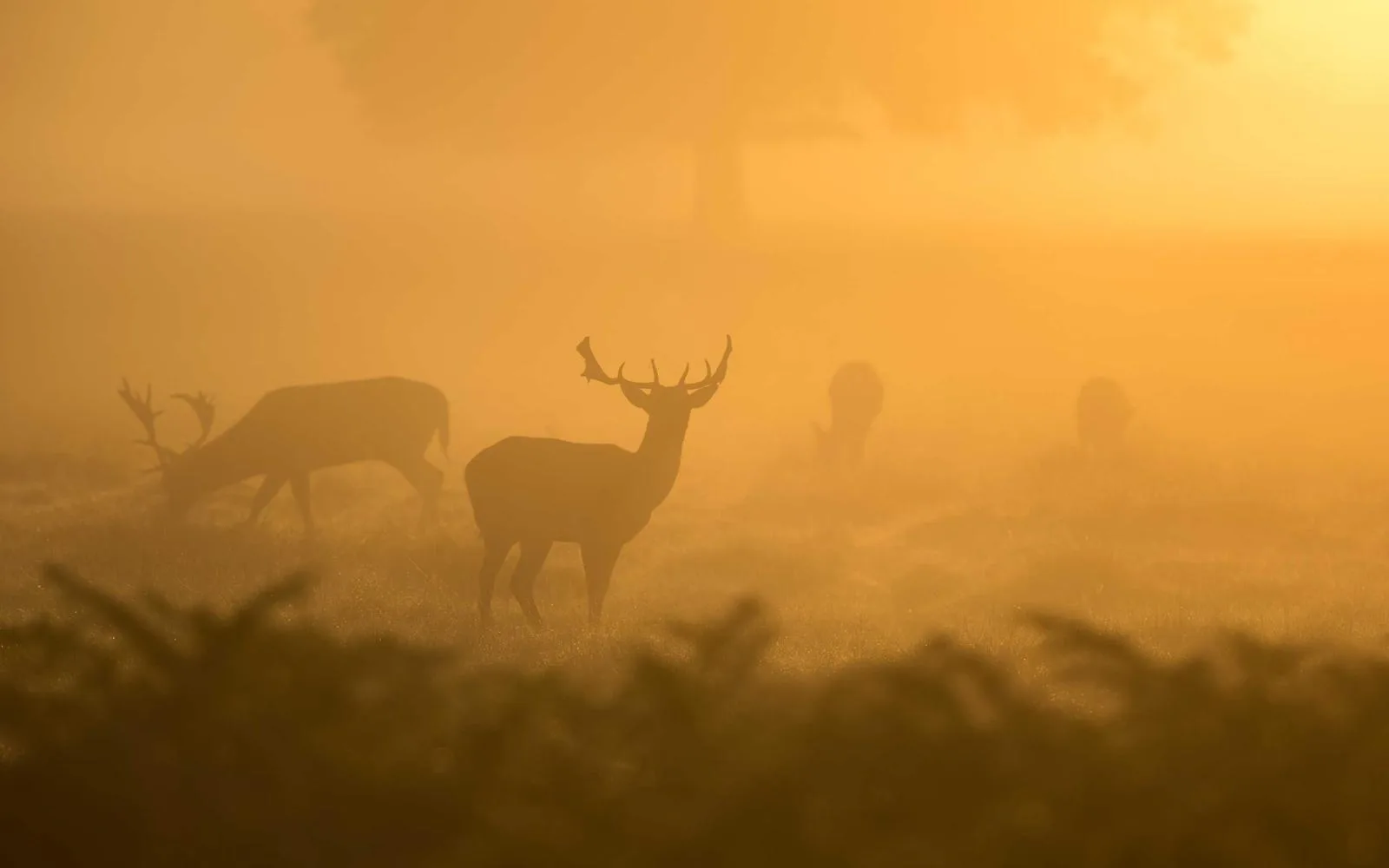 Silhouettes of stags grazing in golden morning mist