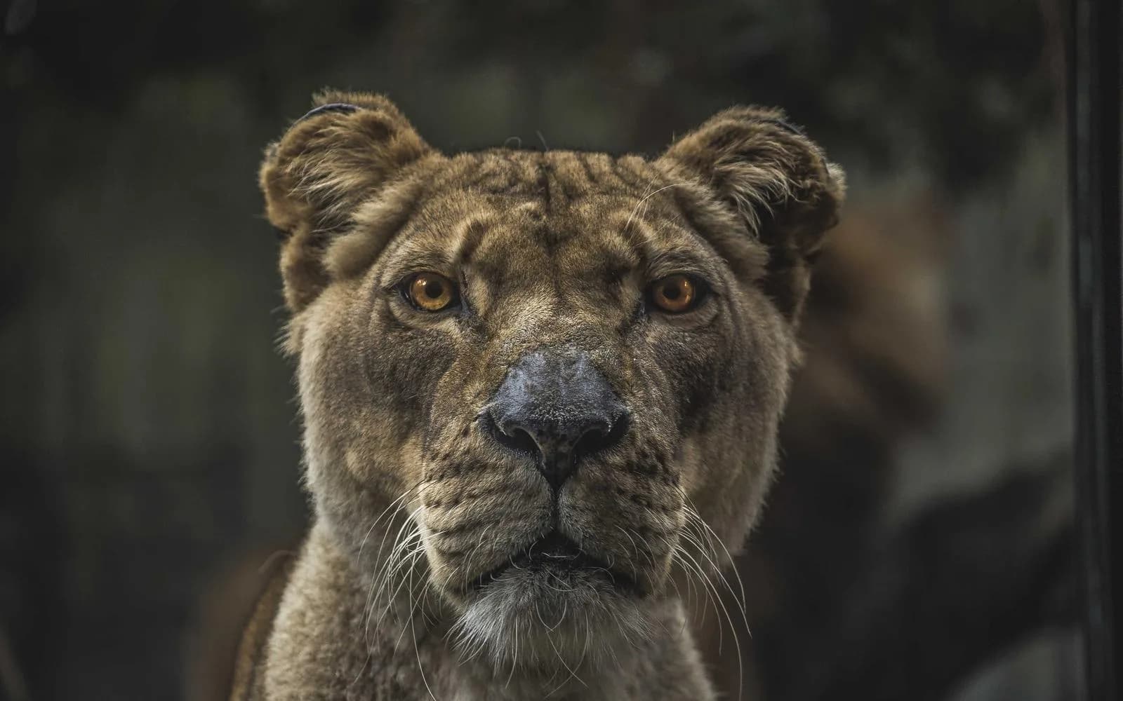 Close-up of a lioness's face looking directly at the camera