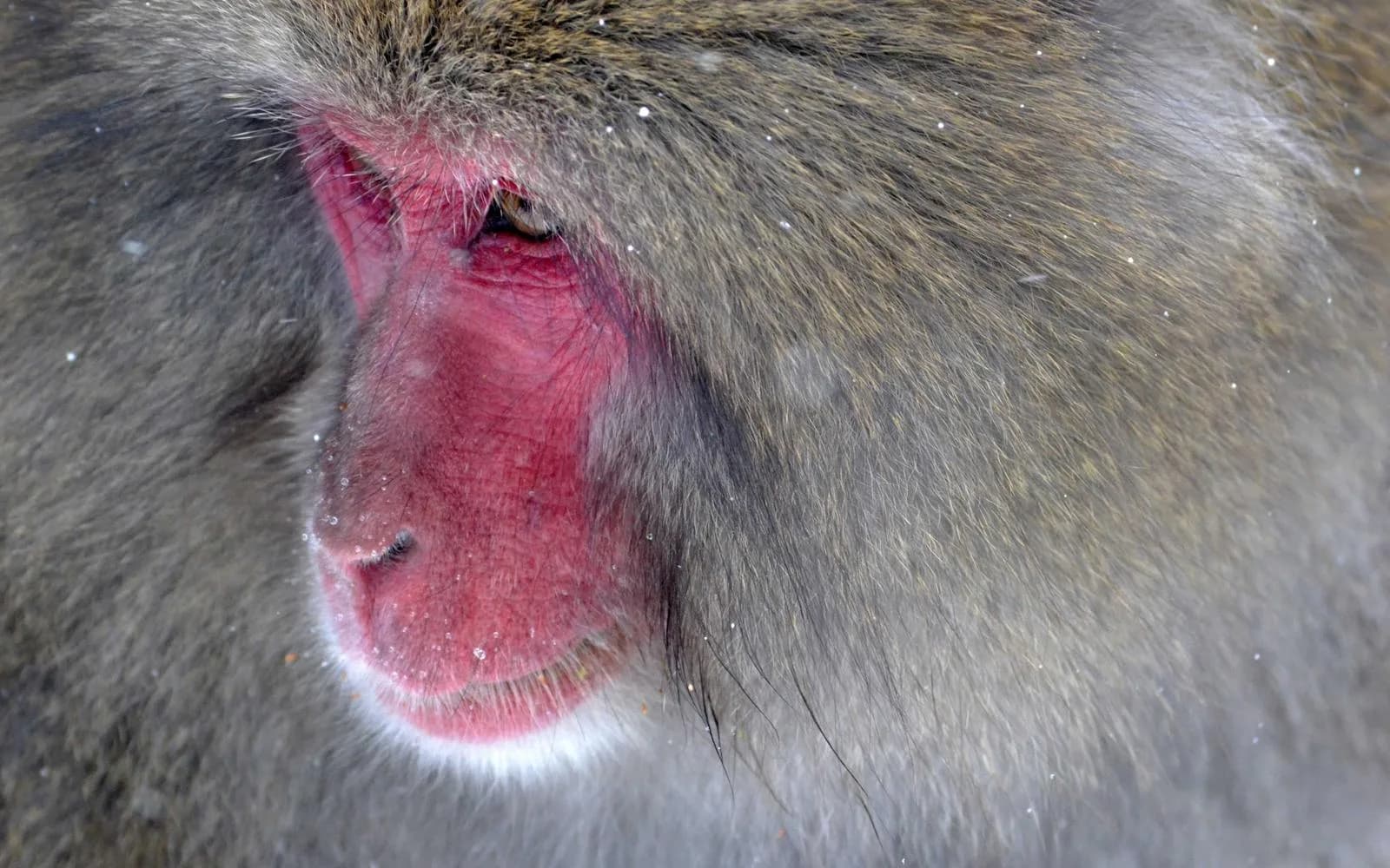 Close-up of a snow monkey's face with its distinctive red skin