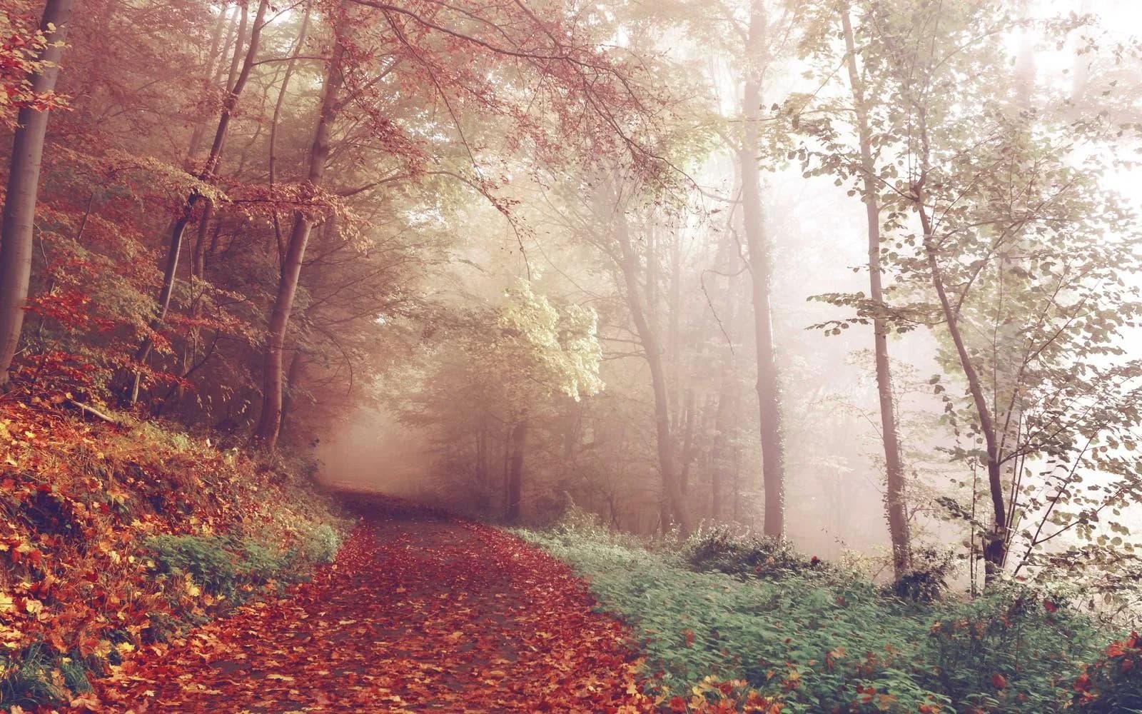 A misty forest path lined with red and gold autumn leaves