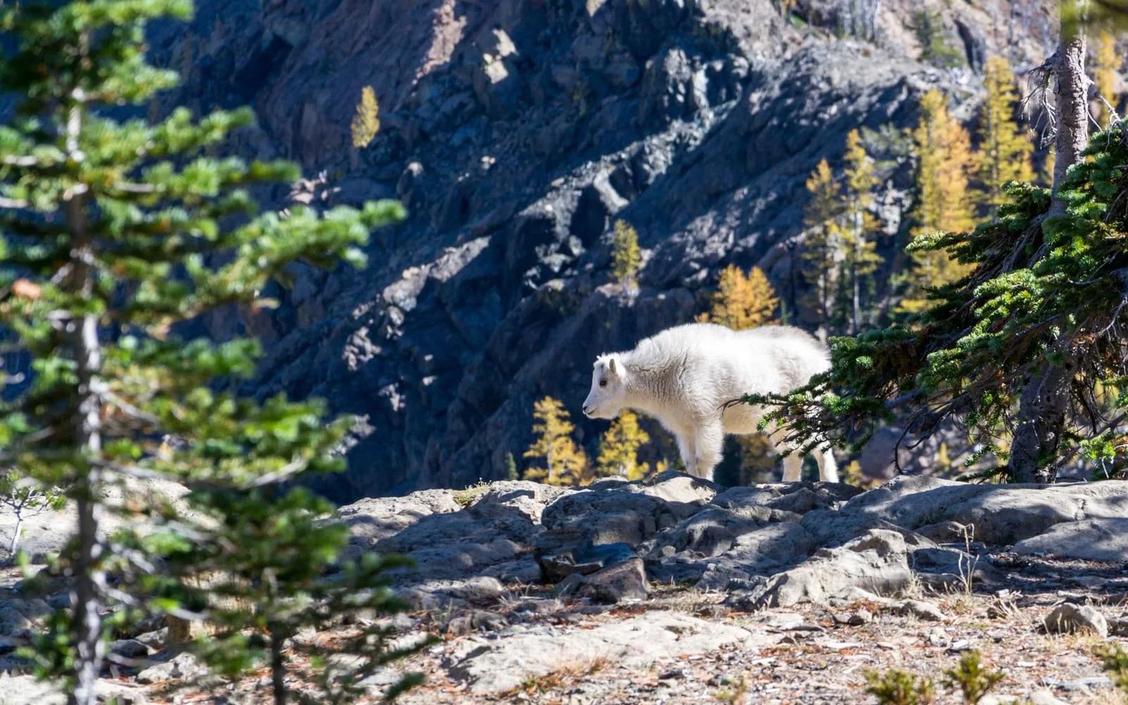 A young mountain goat standing on rocky alpine terrain